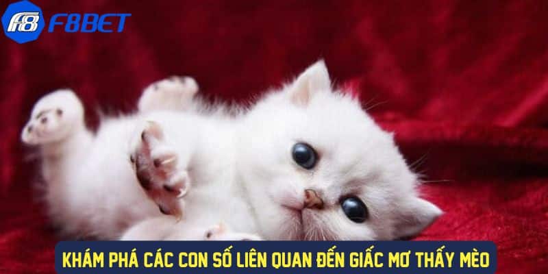 Những con số nên đánh khi mơ thấy mèo